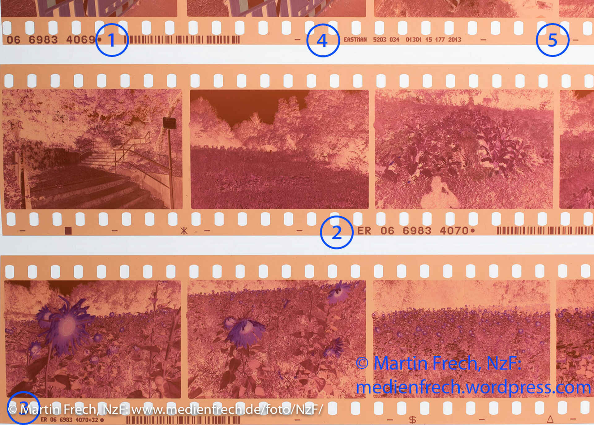 Fabbild: ungeschnittene Kleinbild-Streifen Cinestill 50D auf einer Leuchtplatte. (Foto: Martin Frech, 8/2017)