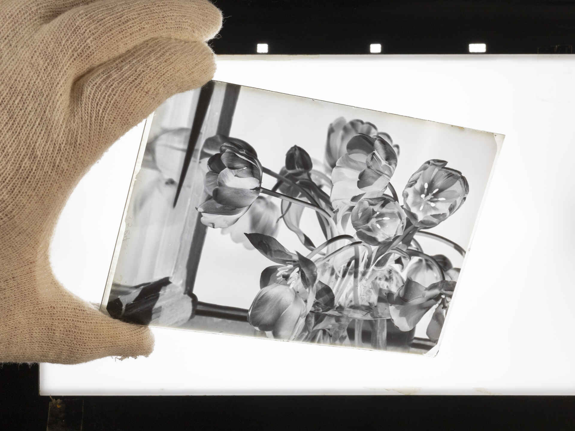 Farbbild (born digital): Eine behandschuhte Hand hält ein Glasnegativ des Fotografen Carl Näher aus Reutlingen über einer Leuchtplatte. Das Negativ zeigt einen Strauß Tulpen in einer Glasvase auf dem Sims eines offenen Fensters.