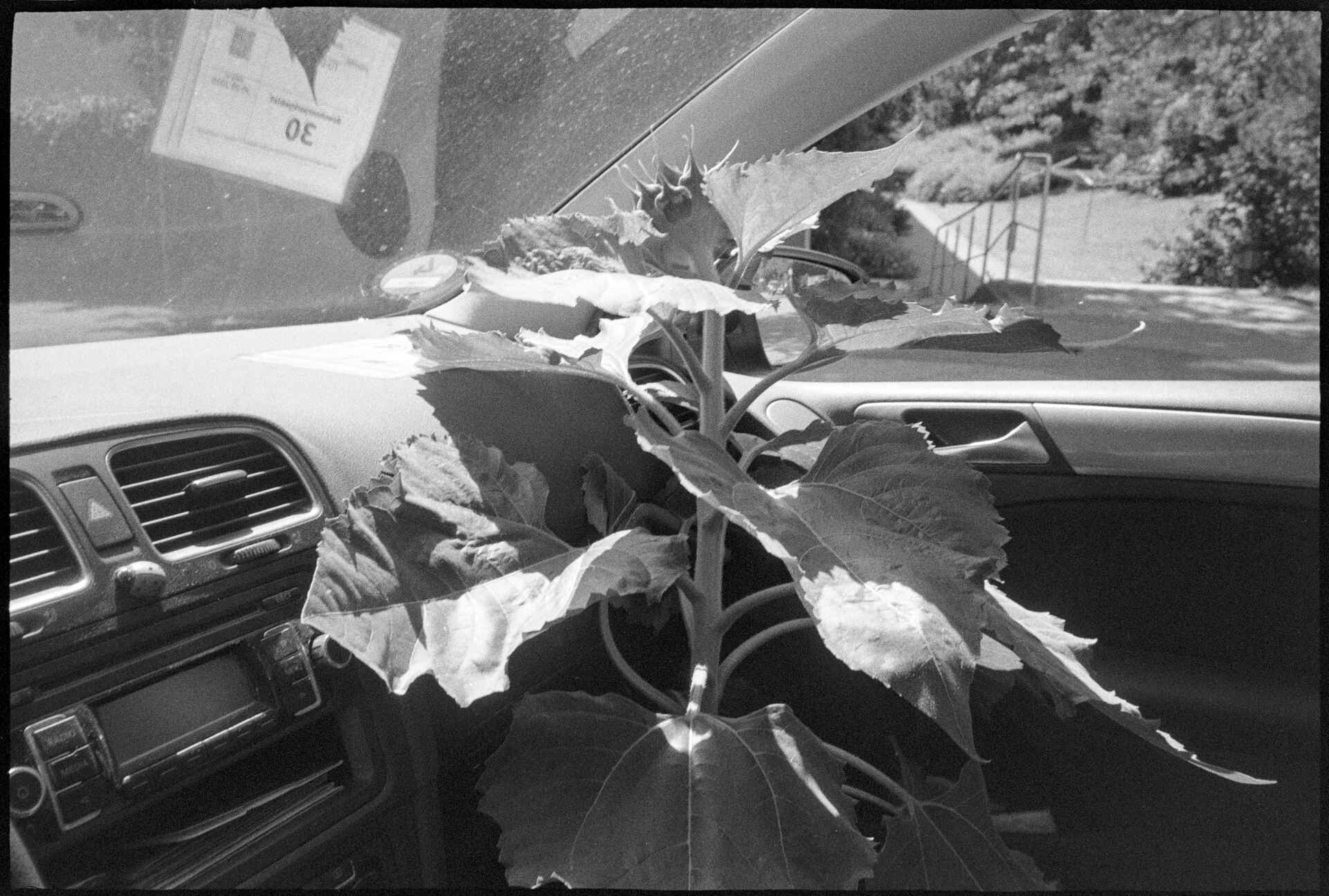 Schwarzweißbild (digitalisiert vom Lomo-Kino-Berlin-Kleinbild-Negativ): Transport einer Sonnenblume in einem VW Golf.