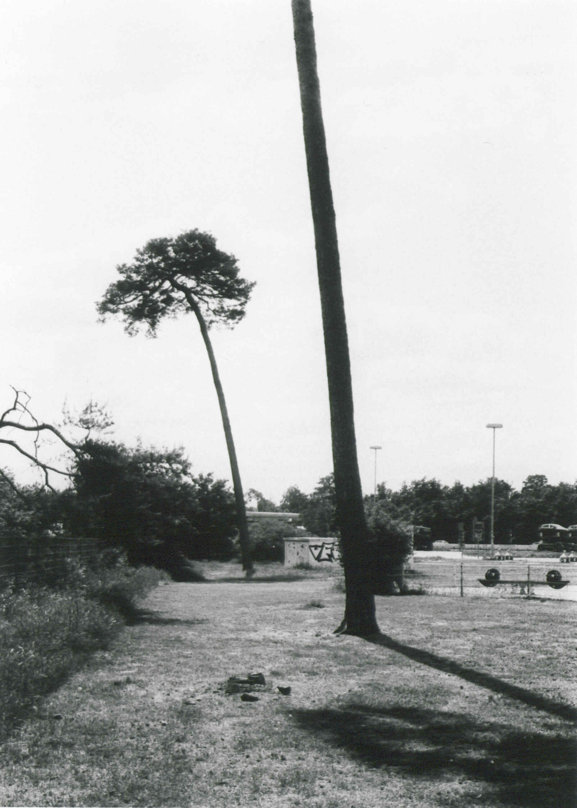 Unterwegs auf der Autobahn (Foma Ortho 400/Fomabrom Variant 111) (Foto: Martin Frech, 5/2025) Schwarzweißbild: Das Bild zeigt einen Grünstreifen mit zwei Kiefern neben einem Autobahnrastplatz. (Foto: Martin Frech, 5/2025)
