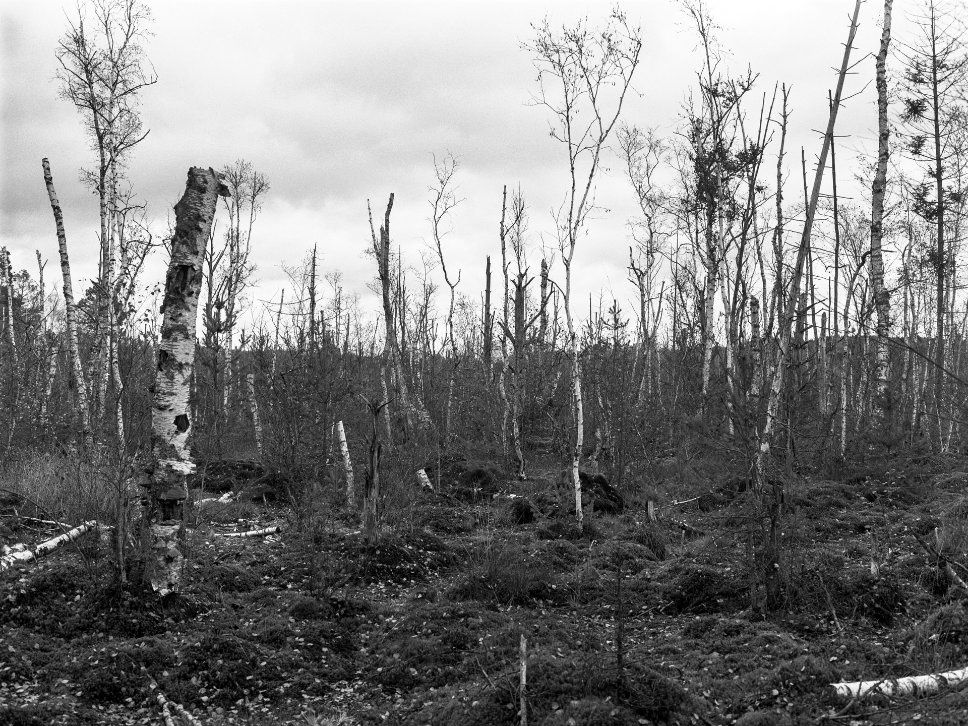 Kahle Birken und anderes Gehölz im herbstlichen Schwenninger Moos, einem Hochmoor in Baden-Württemberg. (Foto: Martin Frech, 10/2020)