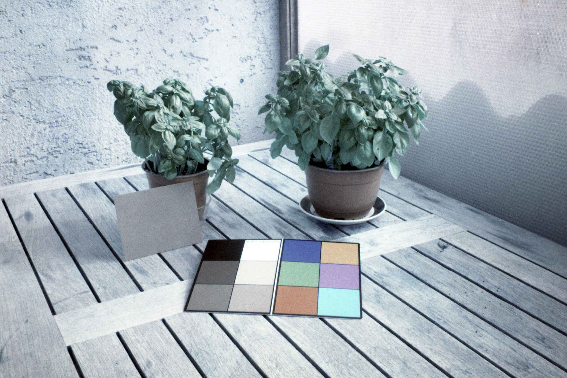 Farbbild (invertiertes Digitalisat des Falschfarben-Colornegativs): Agfa-Farbtafel, Graukarte und zwei Basilikumpflanzen. (Foto: Martin Frech, 8/2026)