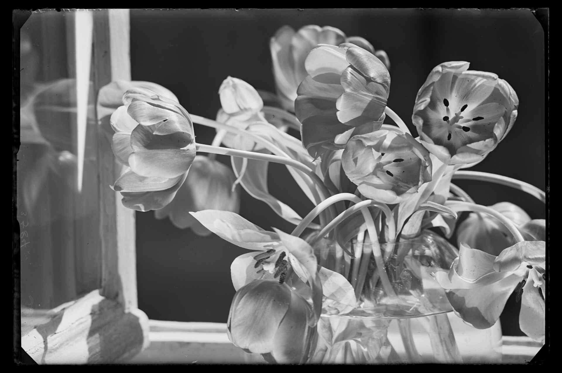 Tulpen am offenen Fenster. (Foto: StadtA Rt./Näher, 1939) Schwarzweißbild (Scan vom Glasnegativ): Ein Strauß Tulpen in einer Glasvase auf dem Sims eines offenen Fensters.