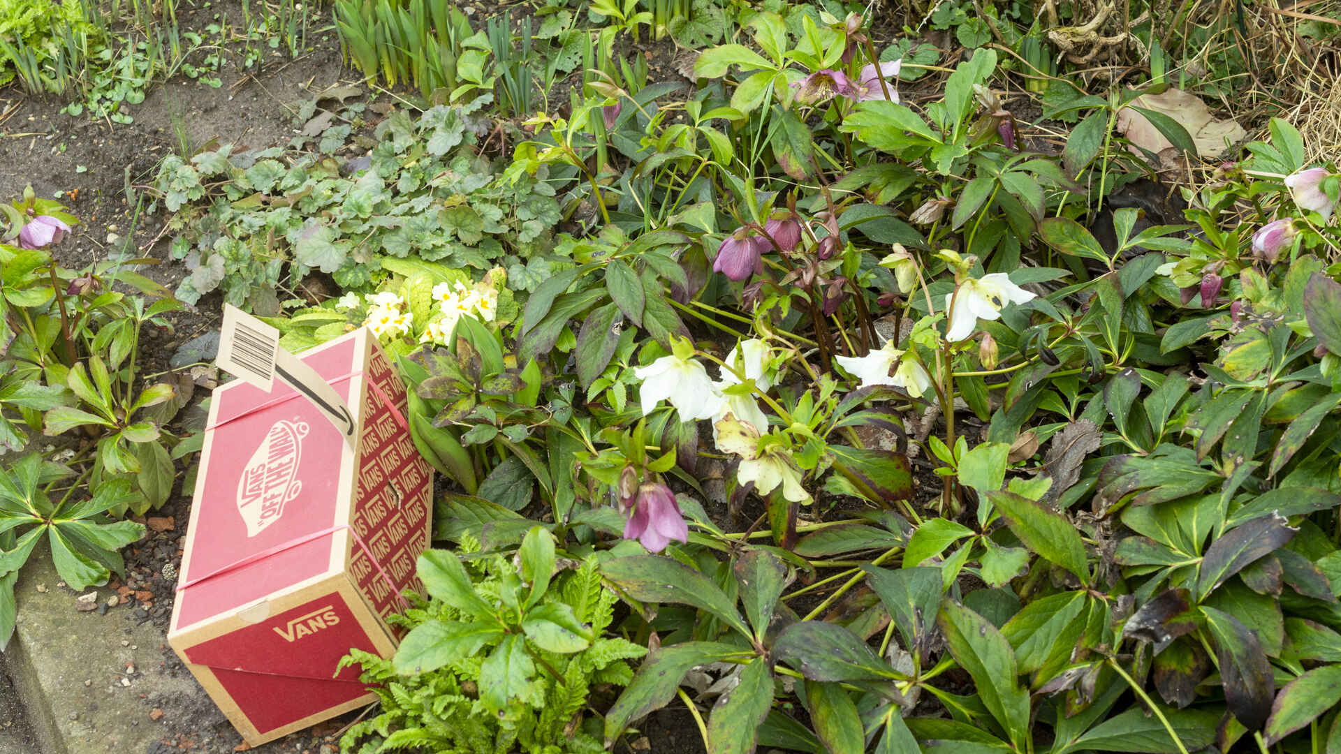 Farbbild (born-digital): Lochkamera während der Aufnahme im Blumenbeet. (Foto: Martin Frech, 2/2026)