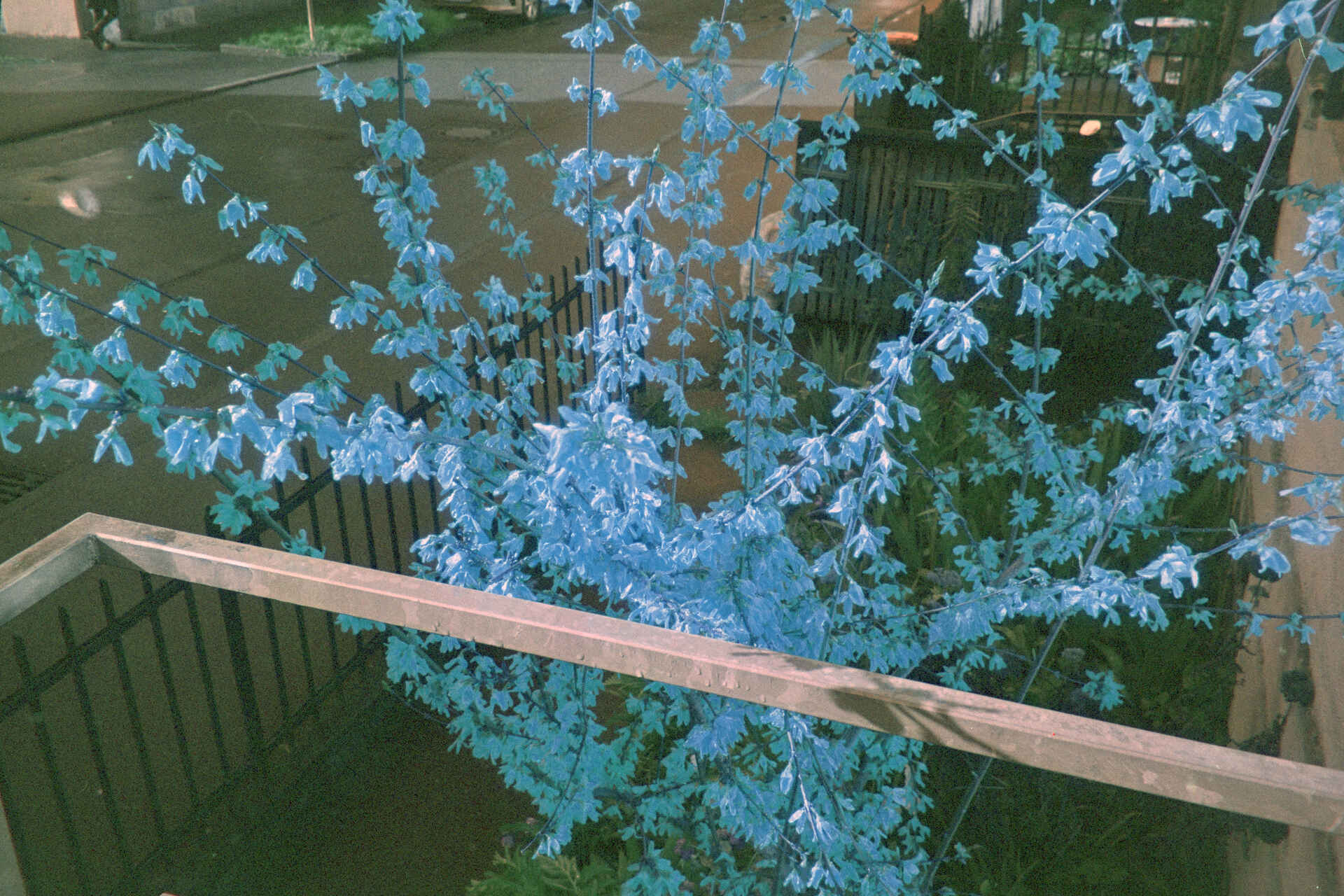 invertiertes Digitalisat vom Azure-Negativ (Foto: Martin Frech, 4/2026) Farbbild (invertiertes Digitalisat des Falschfarben-Colornegativs): Forsythie in Tübingen. (Foto: Martin Frech, 4/2026)
