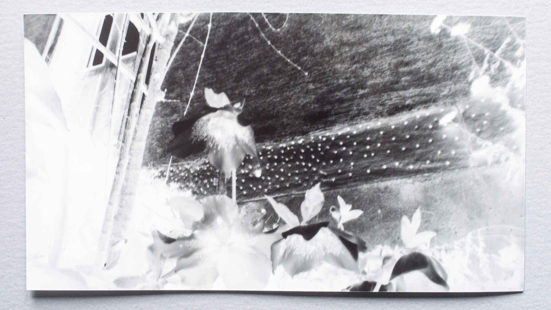 Schwarzweißbild (Repro vom original Papiernegativ): Christrosen (Frühlings-Nieswurz) im Vorgarten. (Foto: Martin Frech, 2/2026)