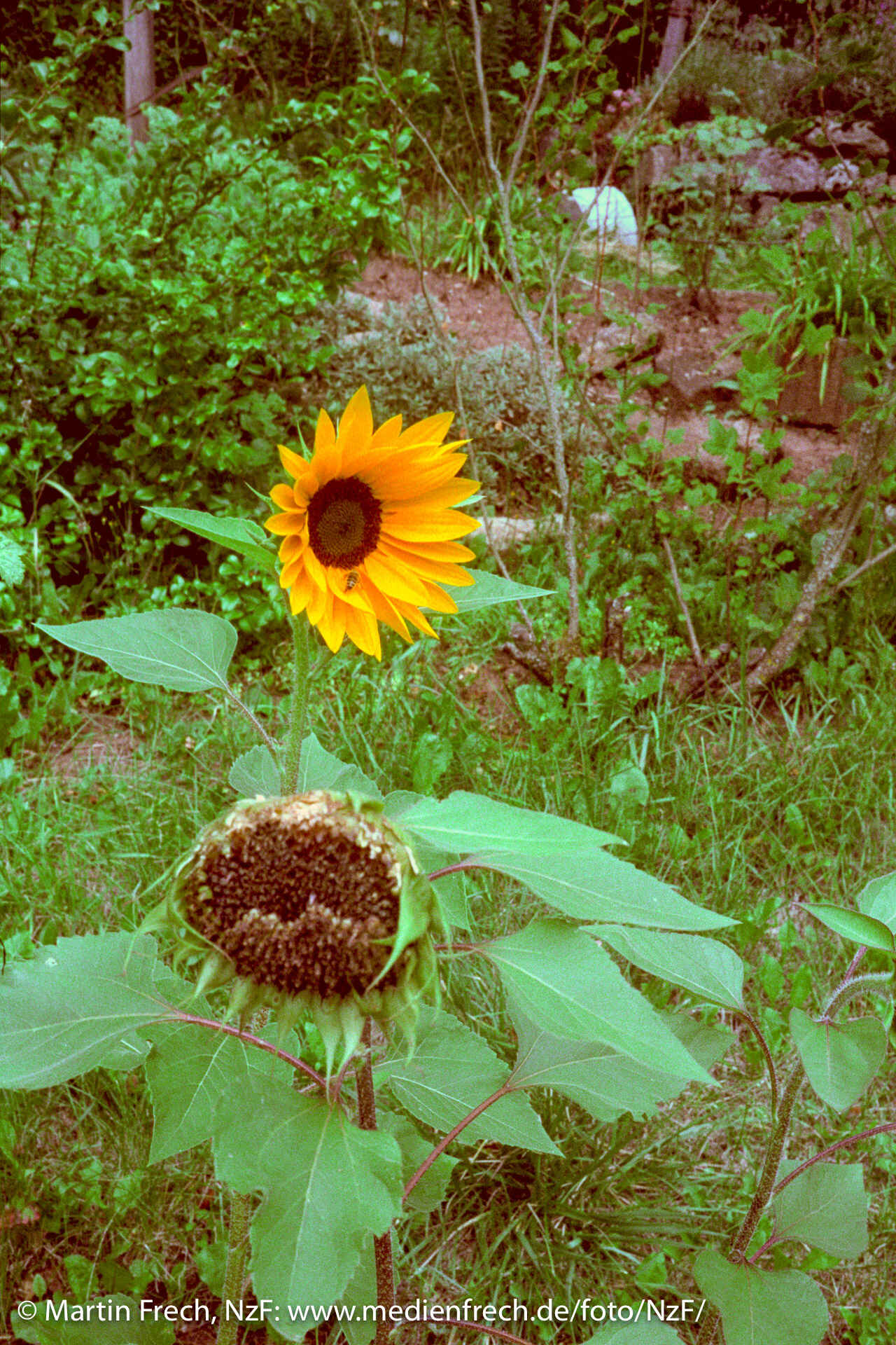 Farbbild: Zwei Sonnenblumen, davon eine verblüht. (Foto: Martin Frech, 8/2017)