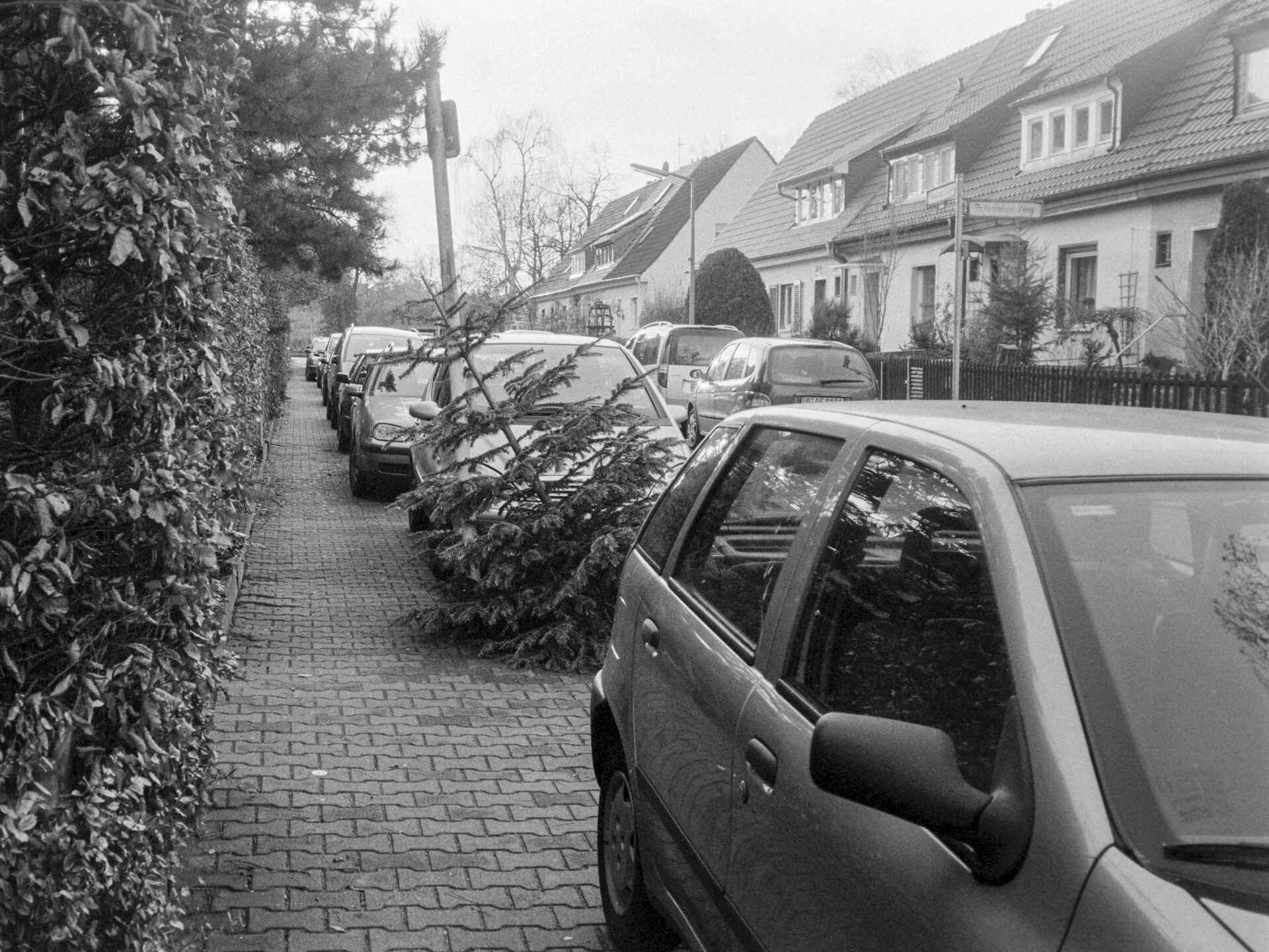›Parken halb auf Gehwegen‹ (Verkehrsschild VZ 315-56) (Foto: Martin Frech, 1/2007) Schwarzweißbild (DSLR-Scan vom Negativ): Graacher Straße in Berlin-Lankwitz vom zugeparkten Gehweg aus. Ein abgelegter Tannenbaum ragt in den Weg. (Foto: Martin Frech, 1/2007)
