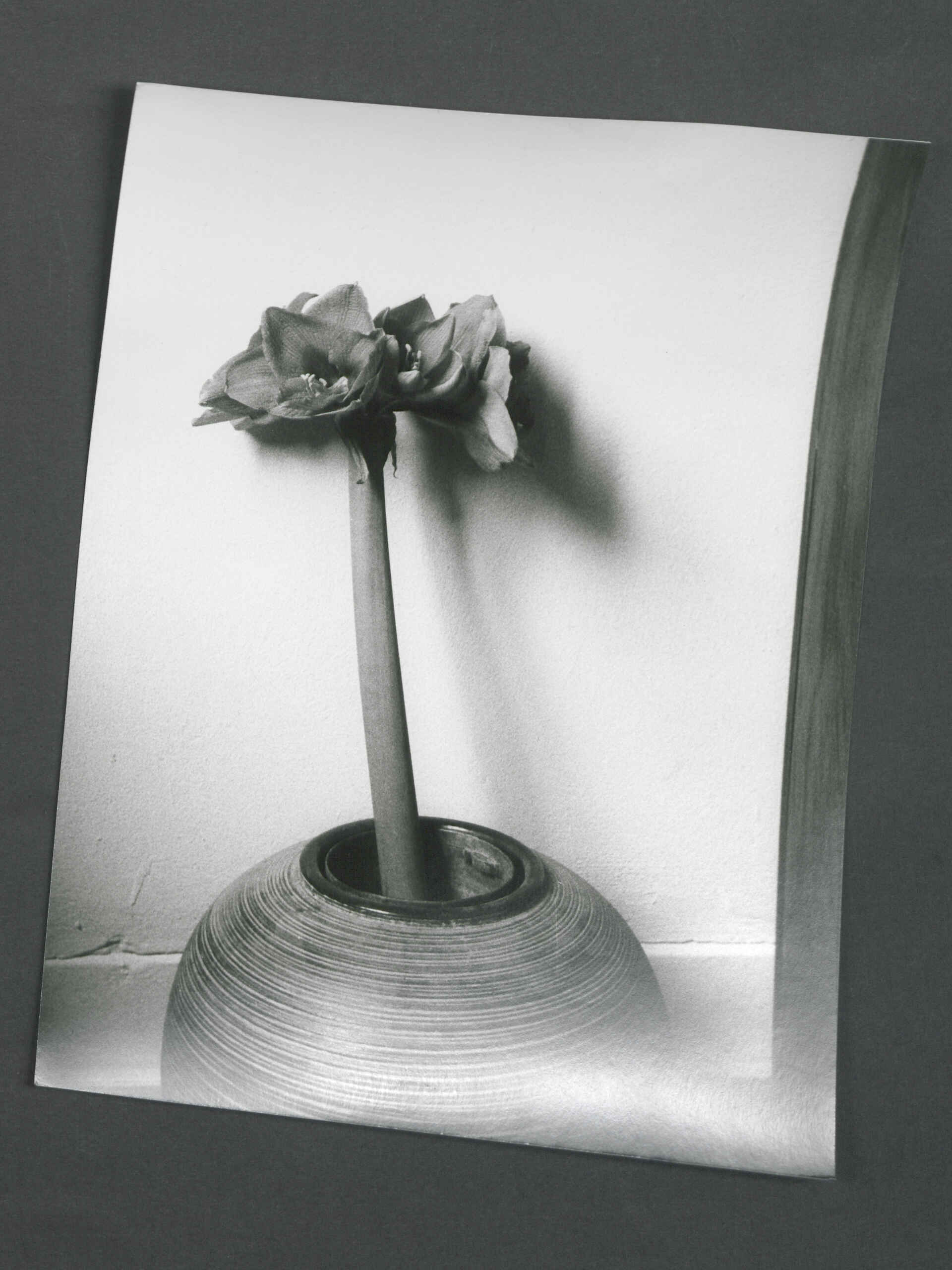 Stilleben mit Amaryllis; Kamera: Dacora 125 L; Objektiv: Color-Isconar 2,8/40 mm (Foto: Martin Frech, 11/2025) Stilleben: Amaryllis in Vase (Scan eines Silbergelatine-Baryt-Handabzugs) (Foto: Martin Frech, 11/2025)