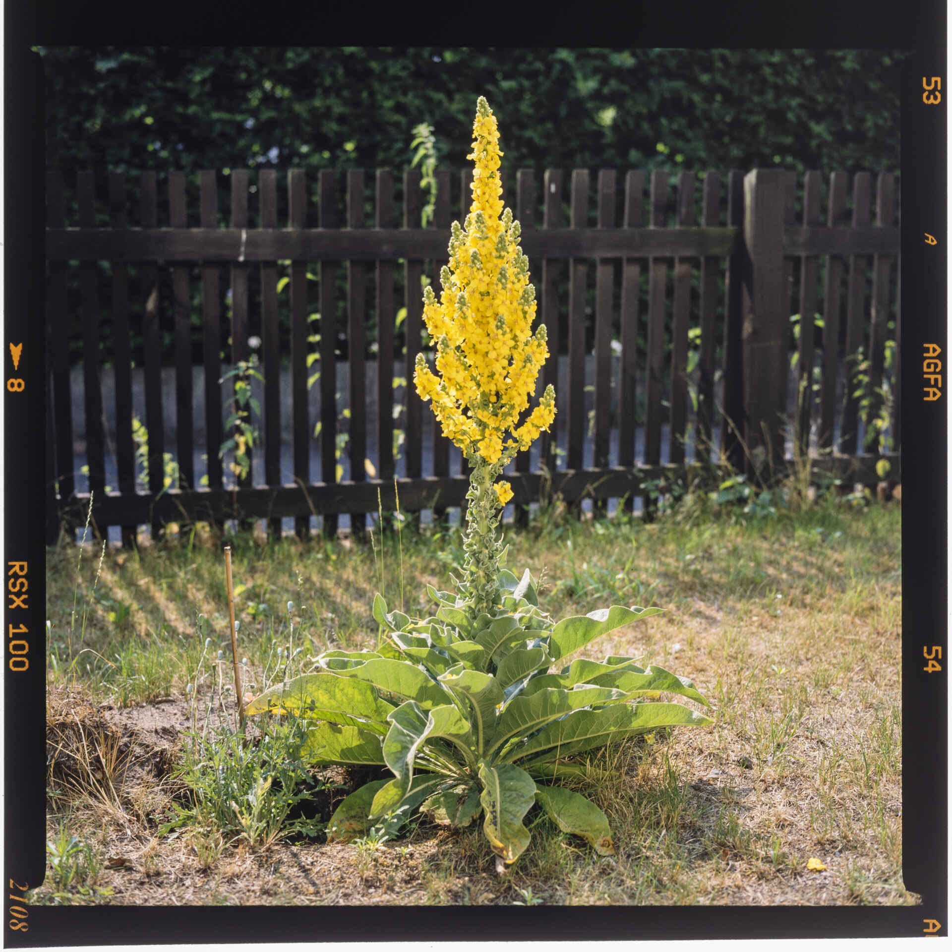 Johanniskerze in Berlin (Foto: Martin Frech, 6/2000) Farbbild (Scan vom Mittelformat-Dia): Königskerze in einem Garten in Berlin.