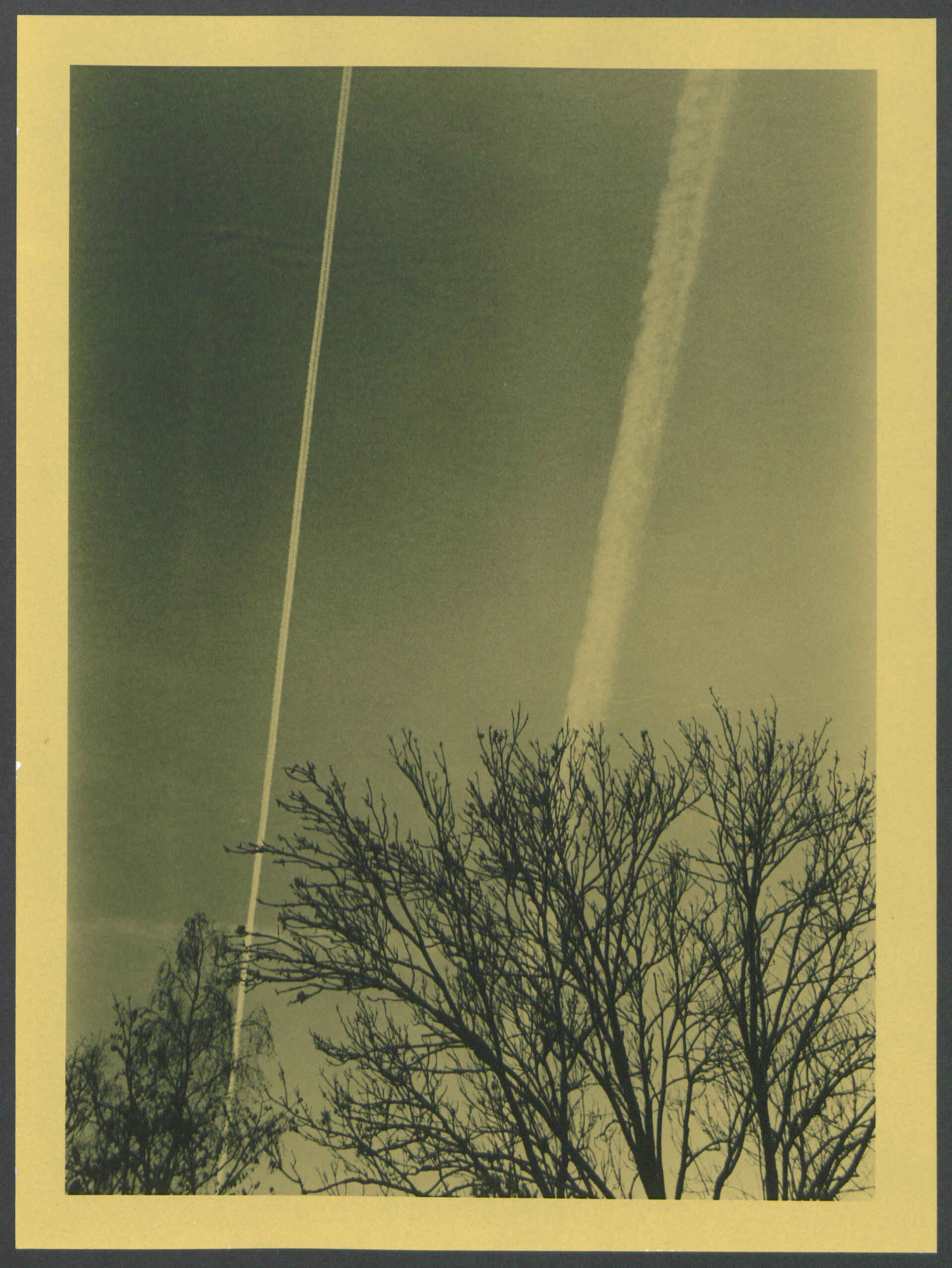 Herbsttag im Anthropozän (Foto: Martin Frech, 12/2025) Schwarzweißbild auf gelblichem Fomapastel-Papier (Scan des Baryt-Handabzugs): Himmel mit Kondensstreifen, Baumkrone im Vordergrund (Foto: Martin Frech, 12/2025)