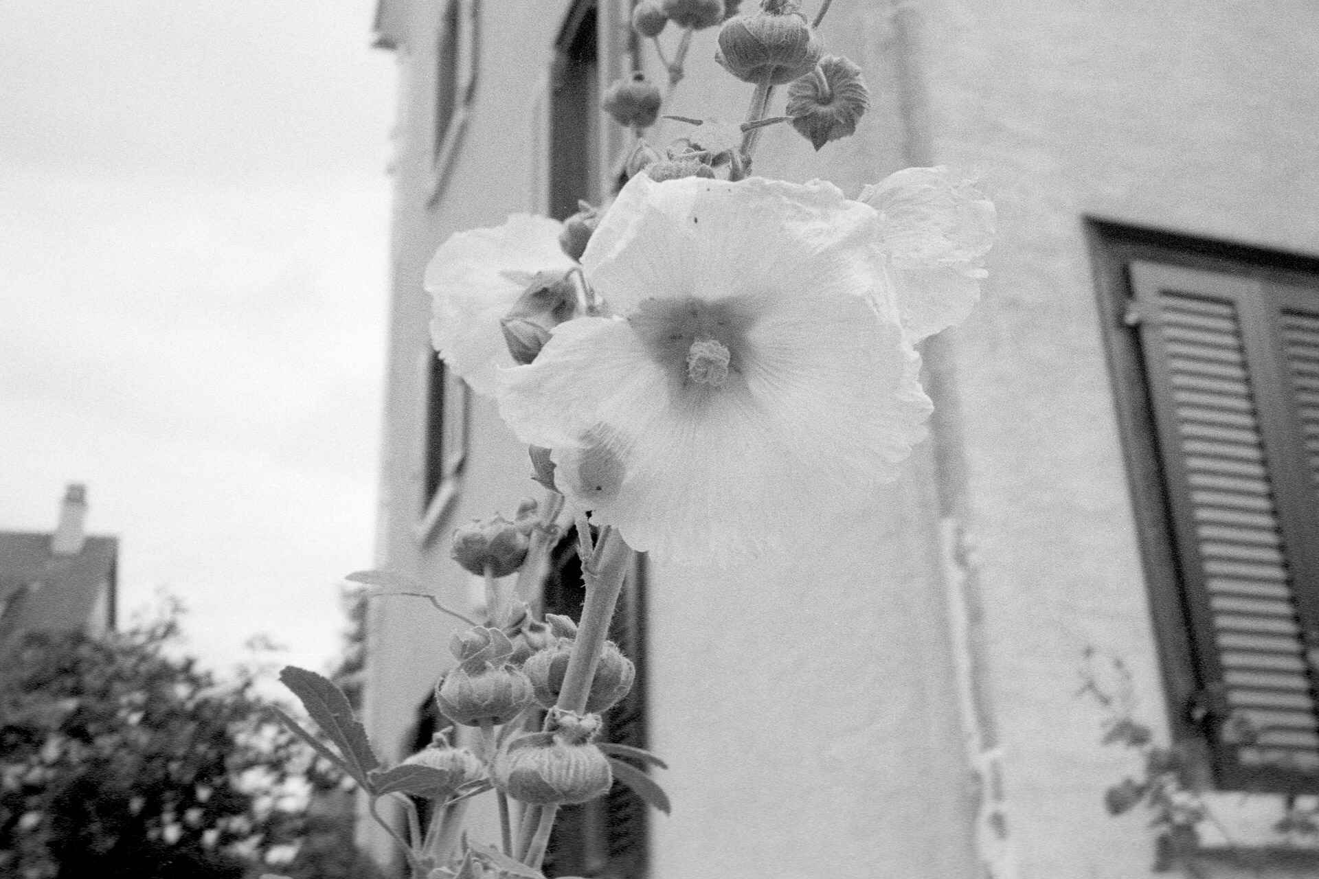 Stockrose (Yashica T5, Kentmere 400, Kodak HC-110 (Scan mit Nikon Super-Coolscan 4000ED) (Foto: Martin Frech, 8/2013) Schwarzweißbild: Freistehende Stockrose (Foto: Martin Frech, 8/2013)