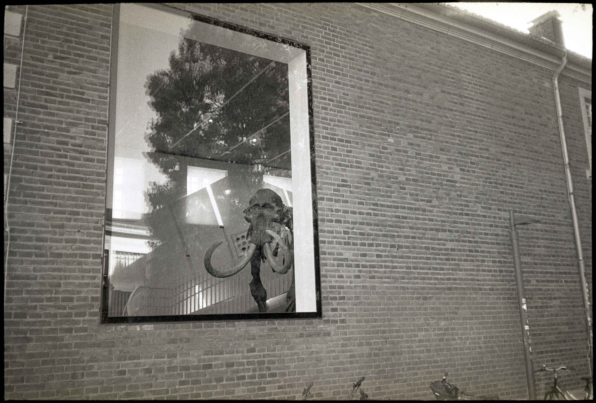 Geomuseum, Münster (Foto: Martin Frech, 9/2026) Schwarzweißbild (digitalisiert vom Kodak-Tri-X-Kleinbild-Negativ): Blick durch ein Fenster ins Geomuseum der Universität Münster auf das Skelett des ›Ahlener Mammuts‹.