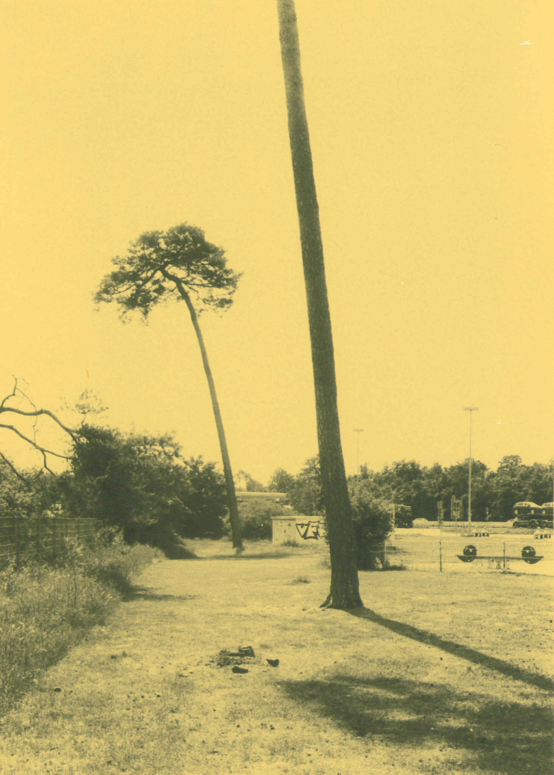 Unterwegs auf der Autobahn (Foma Ortho 400/Fomabrom Variant 111) (Foto: Martin Frech, 5/2025) Schwarzweißbild: Das Bild zeigt einen Grünstreifen mit zwei Kiefern neben einem Autobahnrastplatz. (Foto: Martin Frech, 5/2025)
