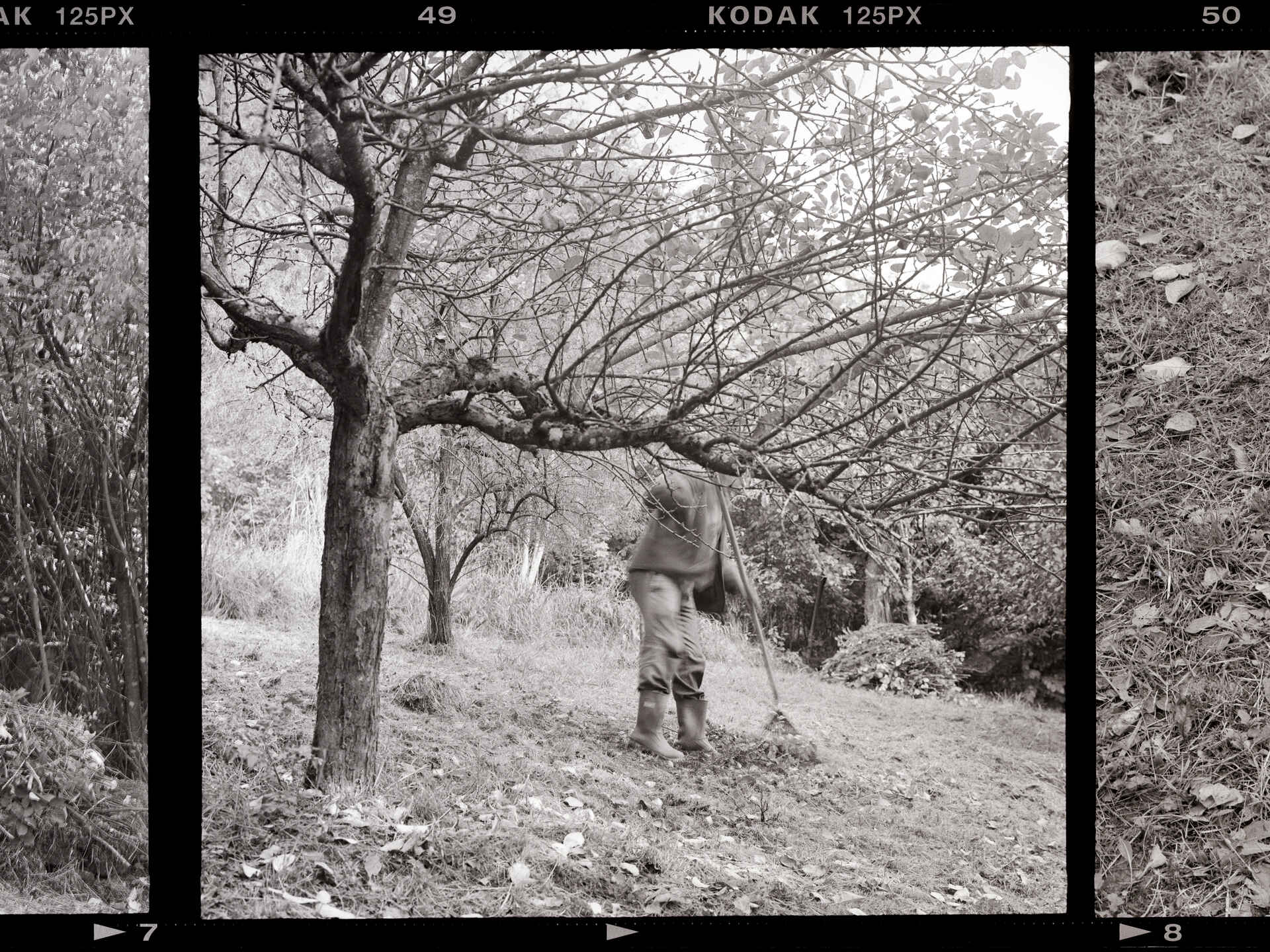 Schwarzweißbild: Ein Mann recht Laub auf einer Wiese unter einem Apfelbaum. (Foto: Martin Frech, 9/2025)
