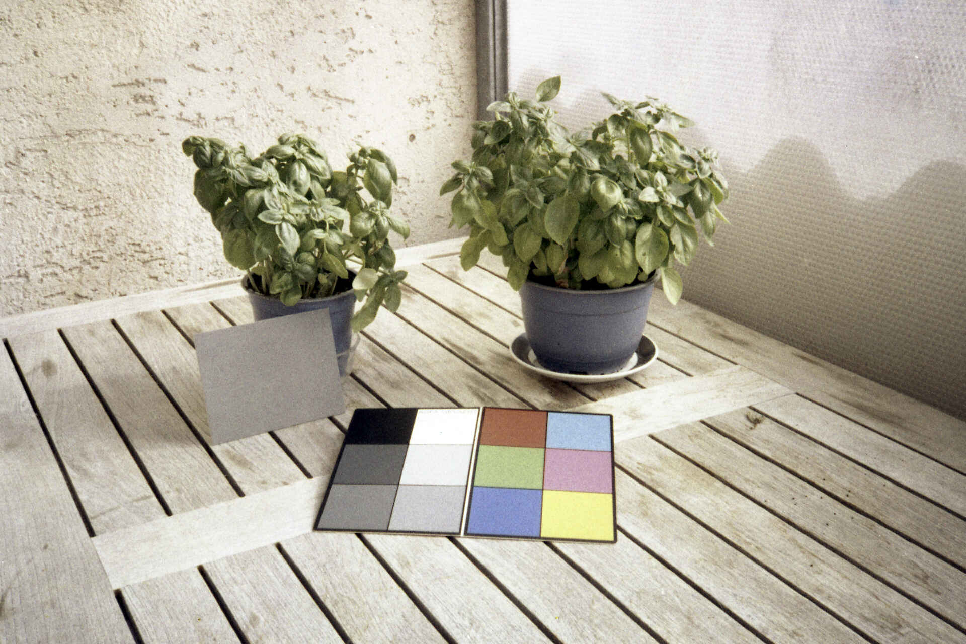 Farbbild (invertiertes Digitalisat des Falschfarben-Colornegativs, Rot- und Blaukanal getauscht): Agfa-Farbtafel, Graukarte und zwei Basilikumpflanzen. (Foto: Martin Frech, 8/2026)