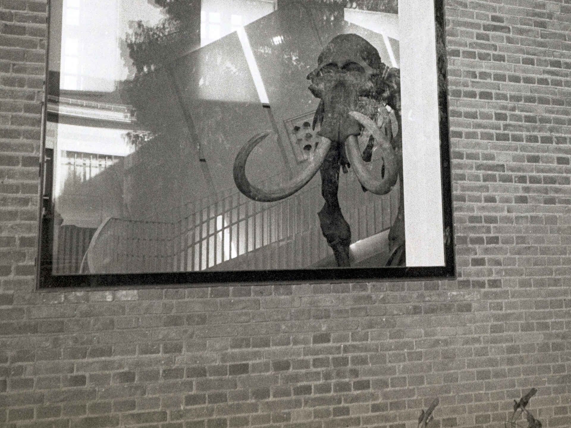 Schwarzweißbild (digitalisiert vom Kodak-Tri-X-Kleinbild-Negativ): Blick durch ein Fenster ins Geomuseum der Universität Münster auf das Skelett des ›Ahlener Mammuts‹.