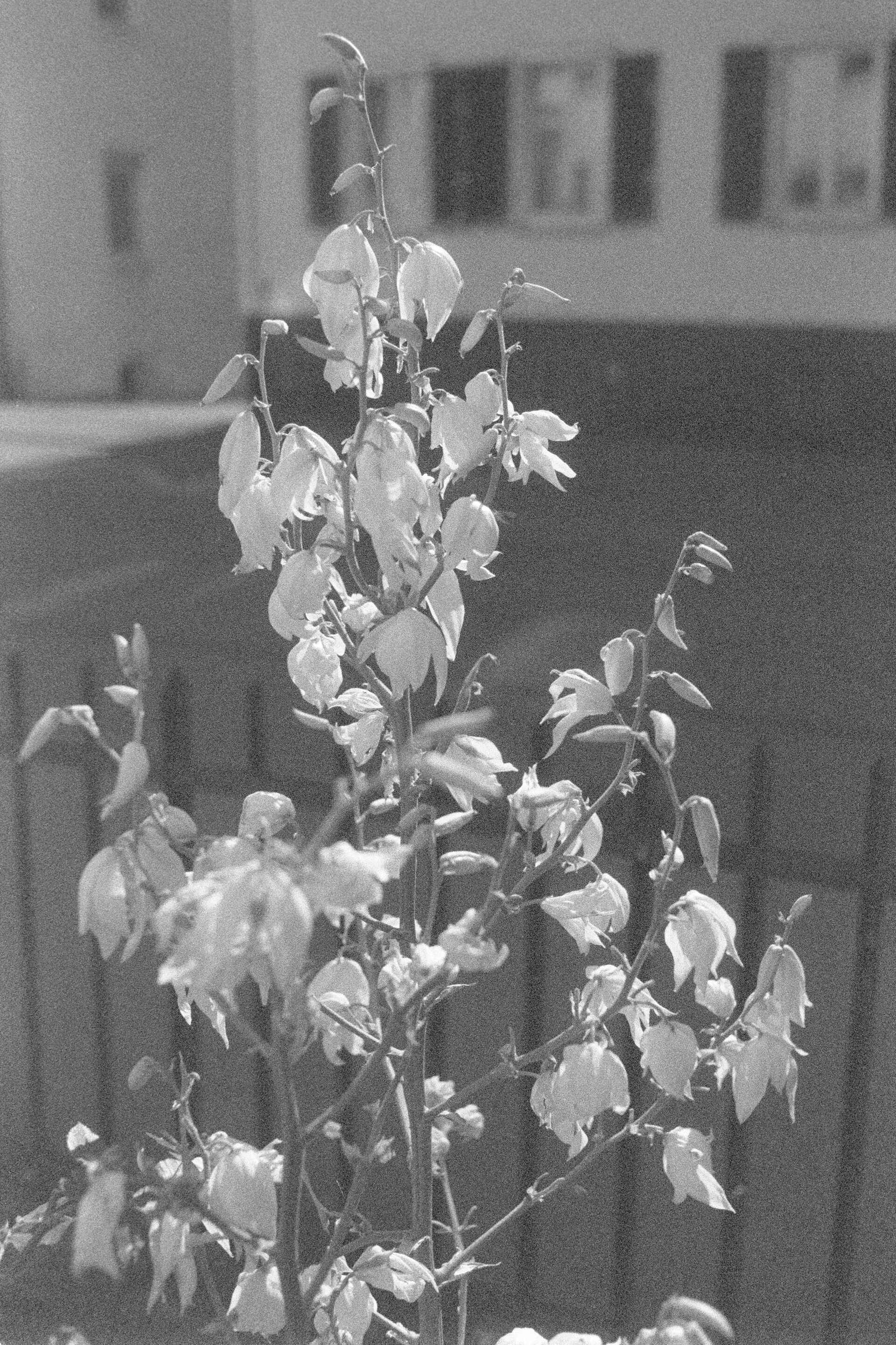 Schwarzweißbild (digitalisiert vom Ilford-Delta-3200-Kleinbild-Negativ): Blühende Fädige Palmlilie (Yucca filamentosa).